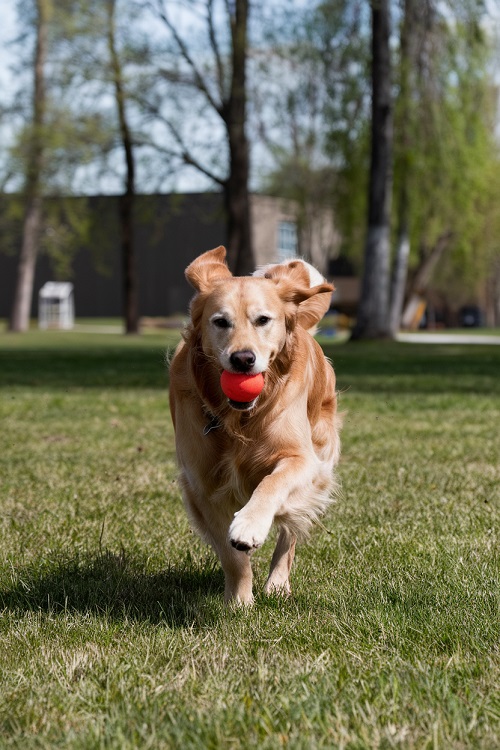 un chien jouant, tenant une balle dans sa gueule.