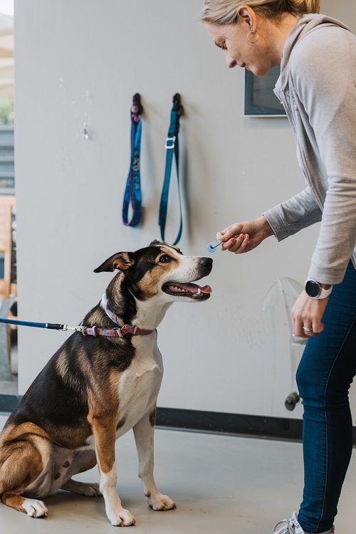 une session d'éducation canine avec des interactions positives entre le chien et son maître.