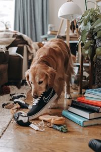 Chien qui mange une chaussure et qui renverse des objets. Cette image illustre le module 3 de la formation communication canine qui enseigne les bases de l'éducation canine en apprenant au propriétaire de chien à récompenser les bons comportements du chien.