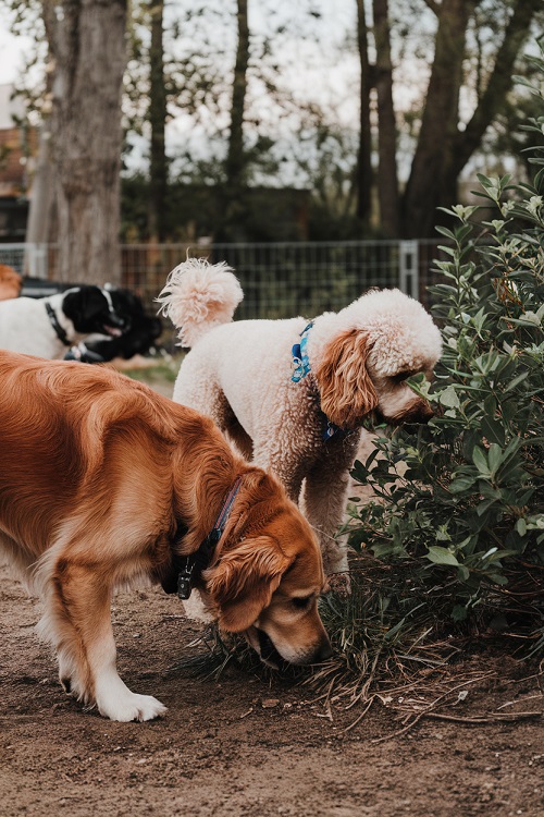 deux chiens en pleine exploration sensorielle dans la nature.