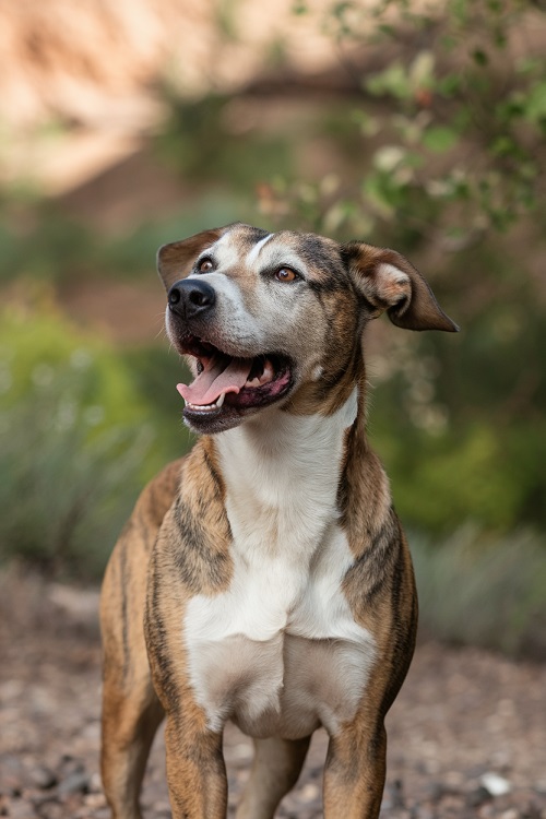 chien expressif, laissant paraitre des signaux émotionnels avec son langage du corps.