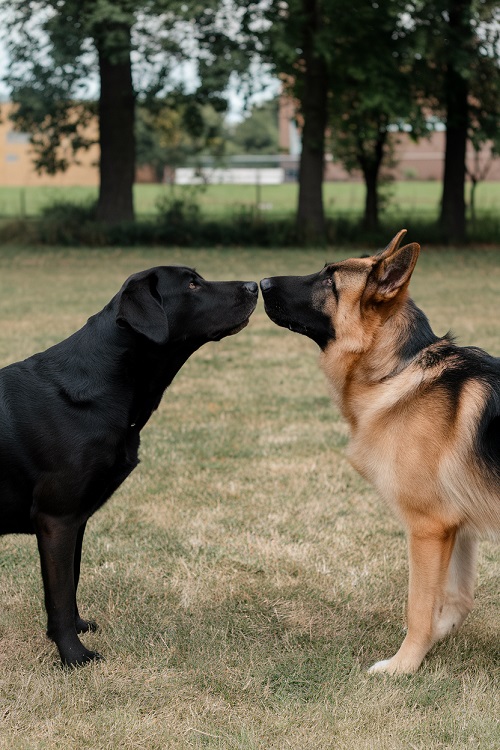 Deux chien effectuant un reniflage mutuel : Le reniflage est un moyen essentiel pour les chiens de se présenter et d'échanger des informations. C'est un moyen d'interaction social.